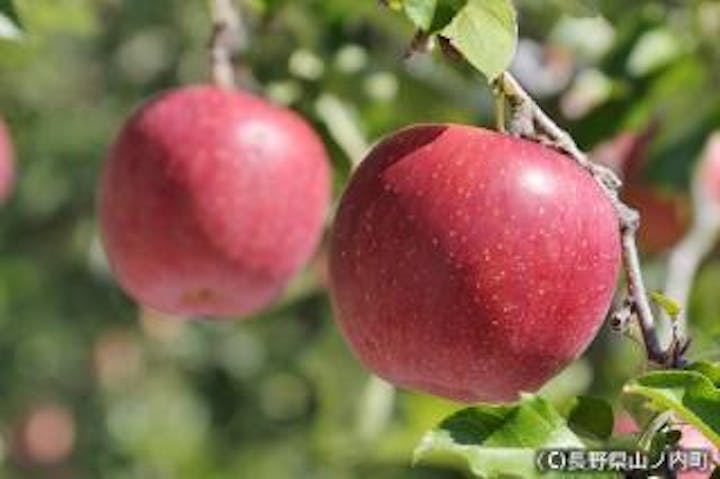 【長野県在住者限定※変更の可能性あり】ONSEN・ガストロノミーウォーキングinスノーモンキータウン・湯田中渋温泉郷