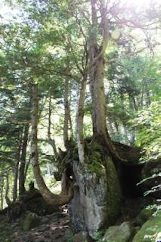 信州大学志賀自然教育園