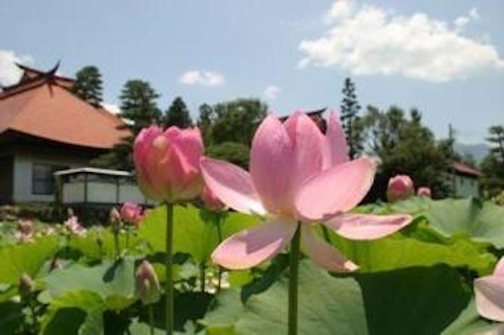 稲泉寺の大賀ハス