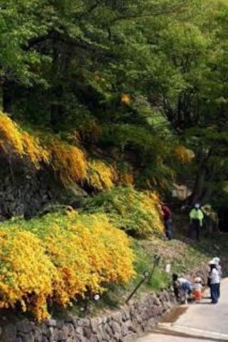 やまぶき街道のやまぶき