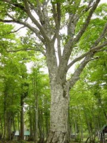 上ノ平のブナ林