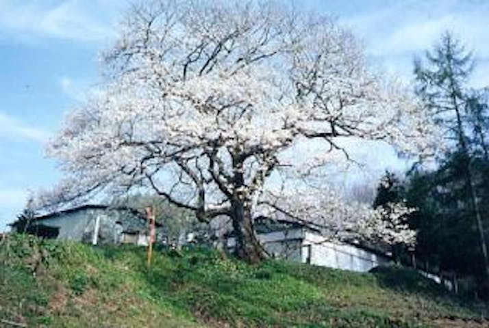 立屋の桜