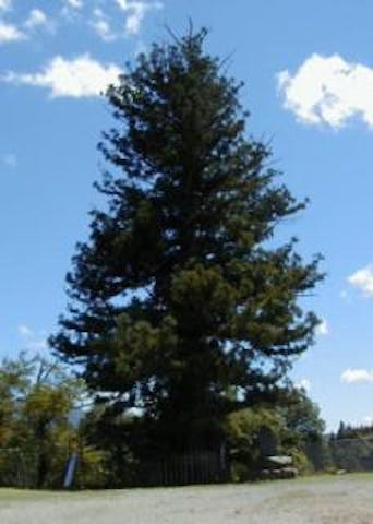 小根山の杉の大木