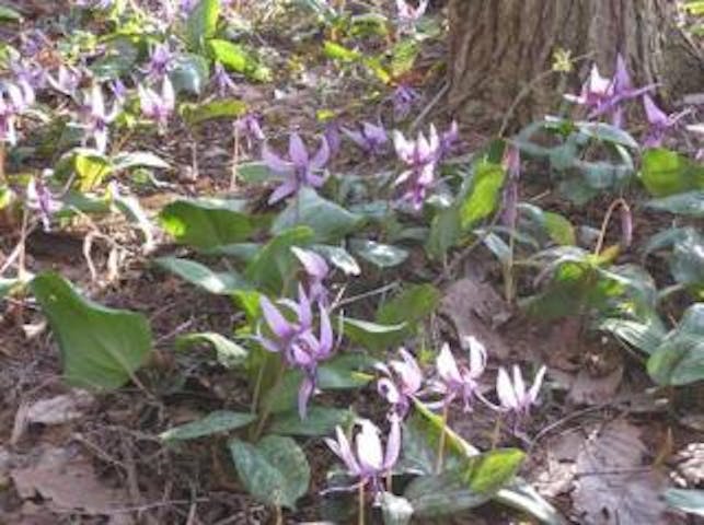上赤塩地区のカタクリの花