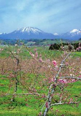 丹霞郷のももの花