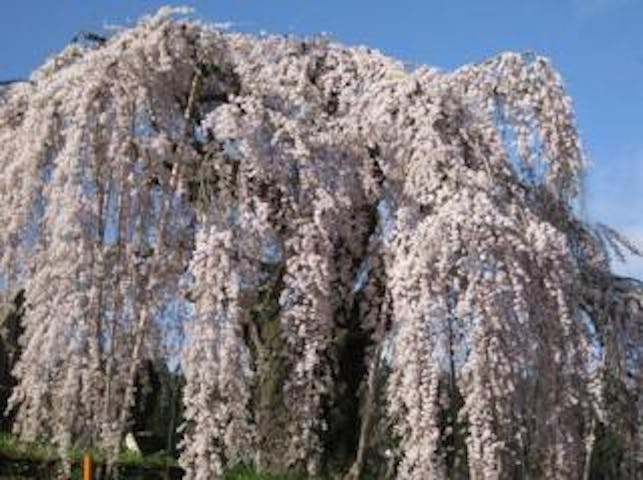 袖之山のシダレザクラ