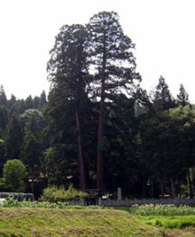 高岡神社の大杉