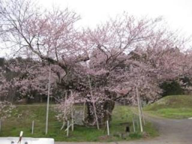 黒川「桜林のエドヒガン」