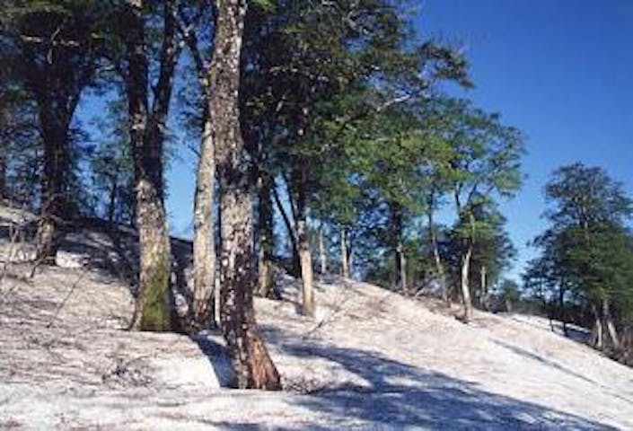 野々海高原のブナ原生林