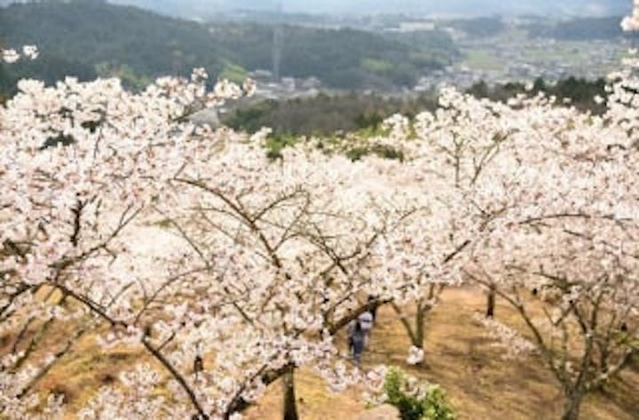 [中止になりました]苗木さくら祭り
