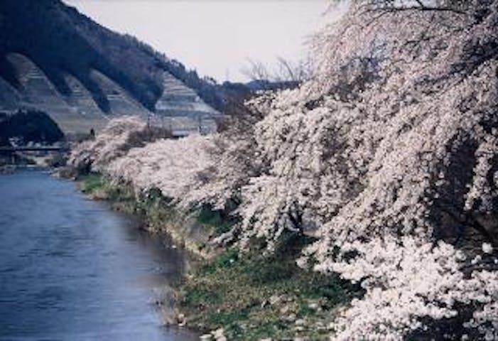 五町堤の桜