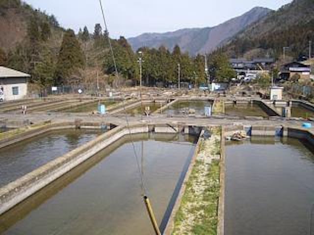 小坂町淡水魚養殖場