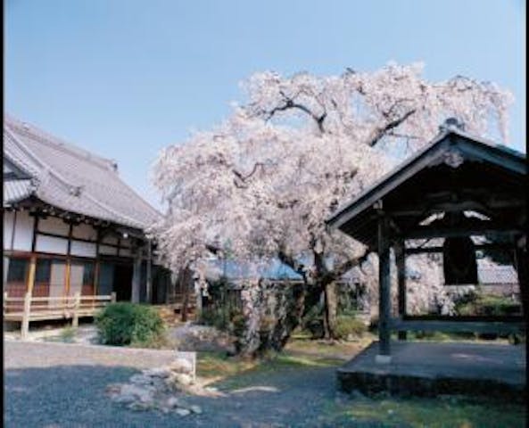 専通寺のしだれ桜