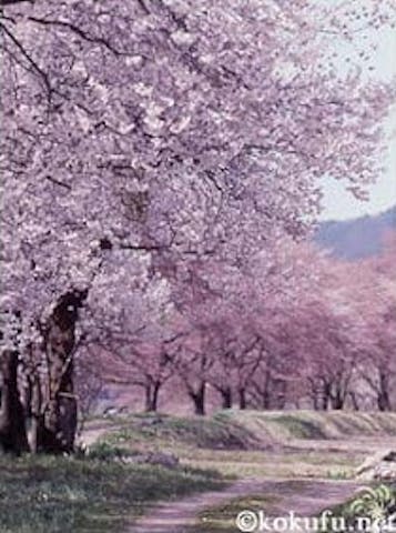 桜野公園