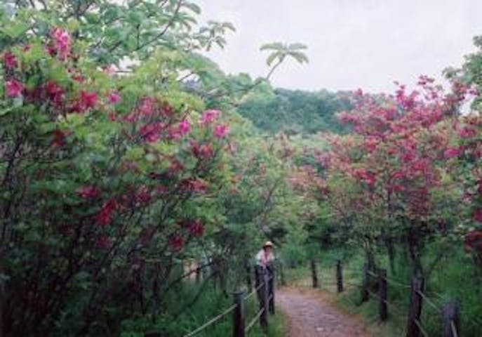 【中止】渋川つつじまつり