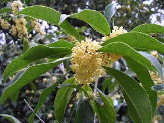 三嶋大社のキンモクセイ