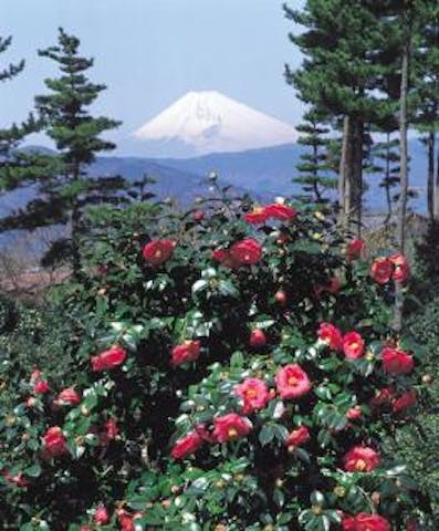 小室山公園の椿