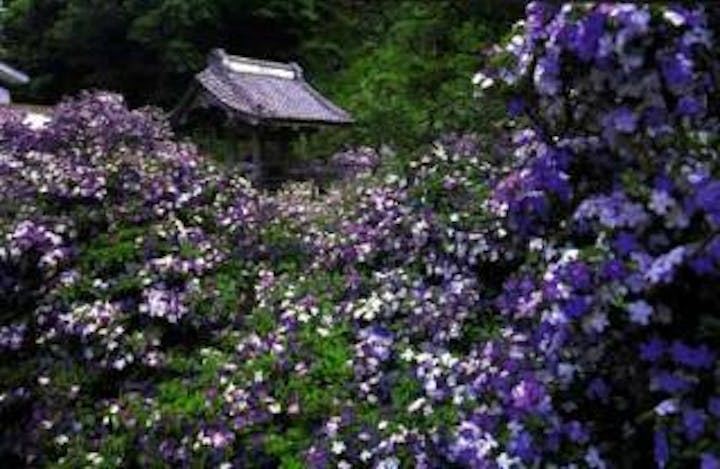 了仙寺香りの花まつり