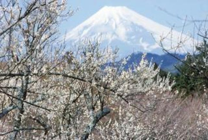 梅まつり（修善寺梅林）