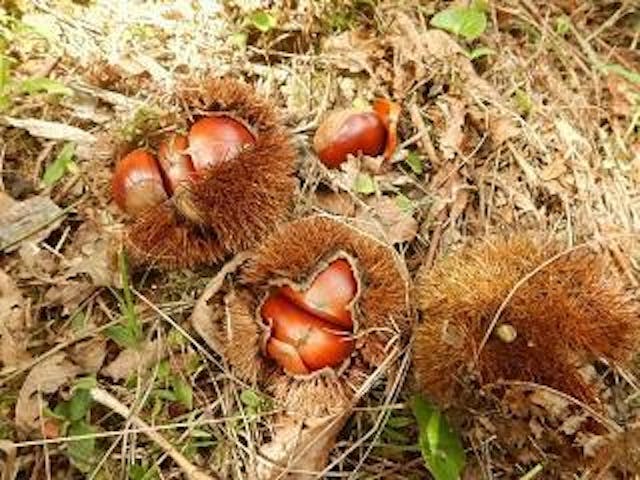 相良油田観光くり園