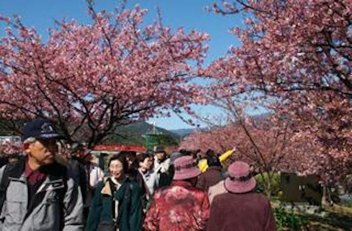 第31回河津桜まつり（今年は中止となりました）