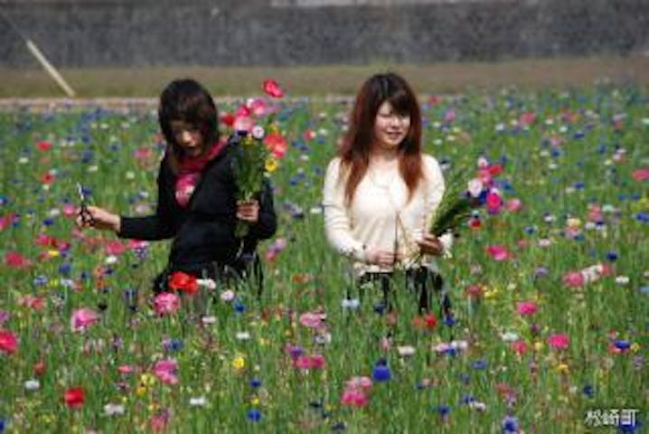 田んぼをつかった花畑花摘み（無料）