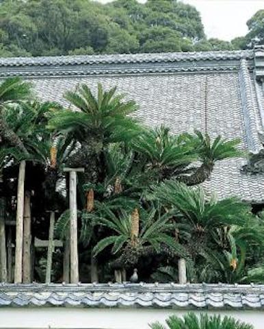 能満寺のソテツ