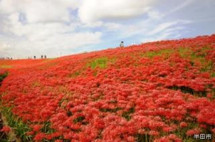 ごんの秋まつり（彼岸花）