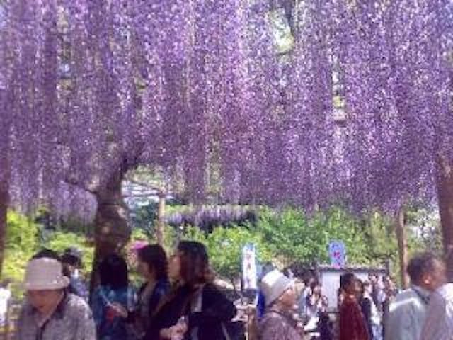 第56回こうなん藤まつり<中止となりました>