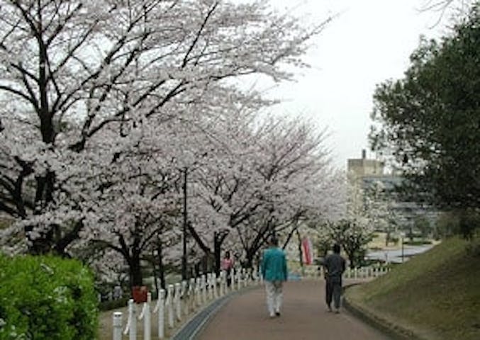 大池公園桜まつり　夜桜ライトアップ