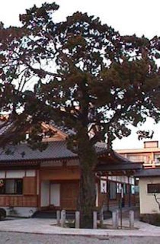 万福寺のイブキ