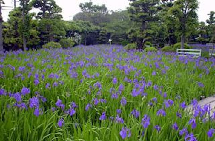 八橋かきつばた園