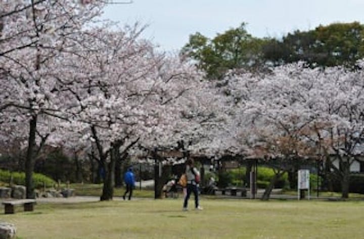 清洲公園の桜 アソビュー