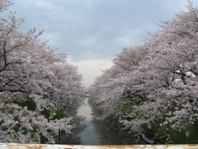 桜まつり（愛知県大口町）