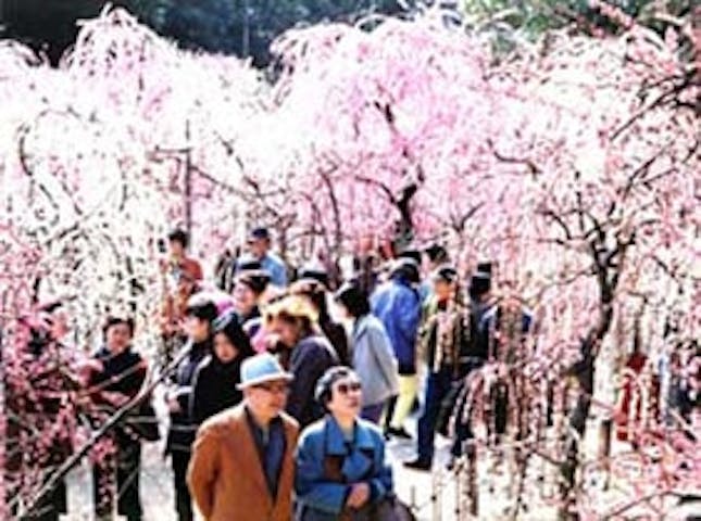 結城神社梅まつり