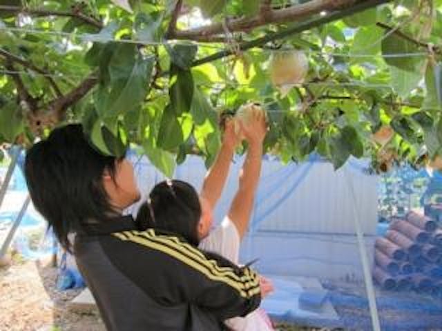 山口観光ぶどう梨園