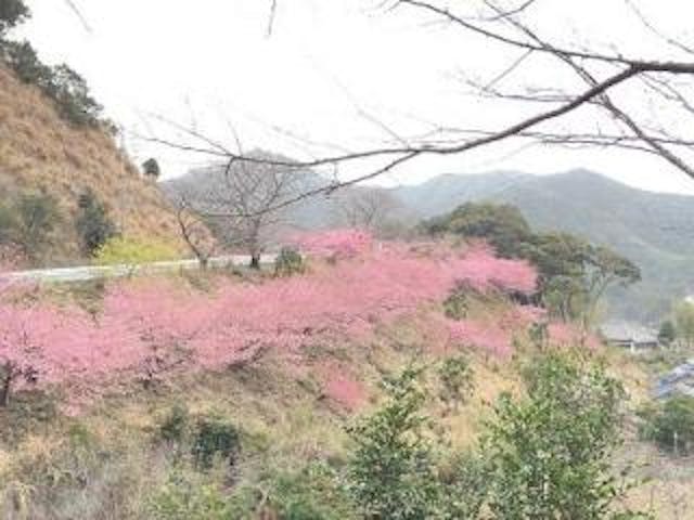 河村瑞賢公園の河津桜