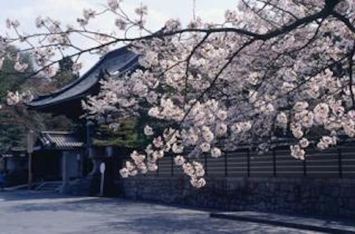 石山寺の桜