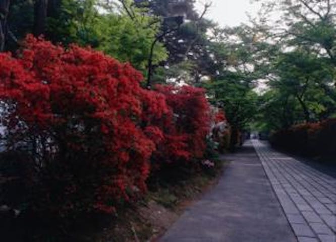 石山寺のツツジ