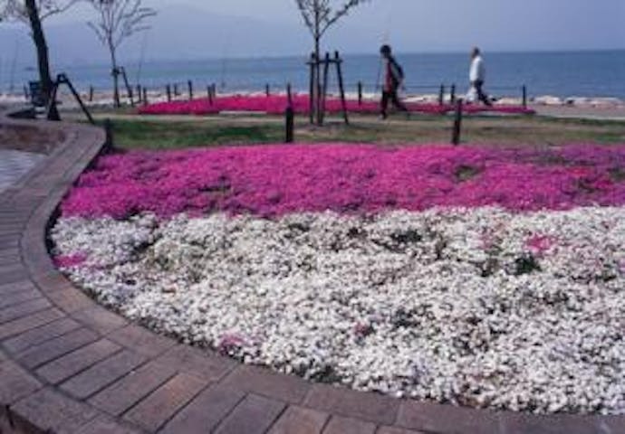 なぎさ公園のシバザクラ