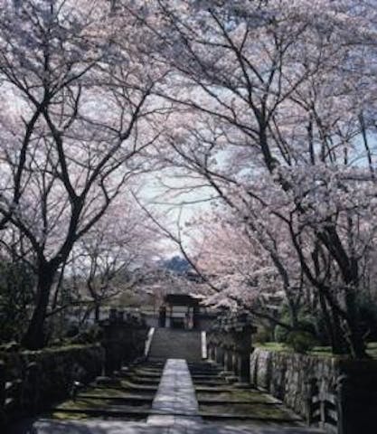 三井寺の桜
