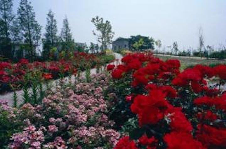 柳が崎湖畔公園のバラ