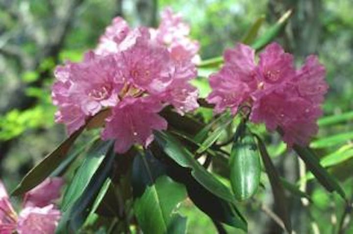 比良山系のシャクナゲ