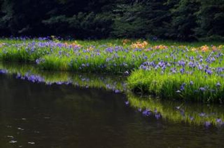 平池のカキツバタ