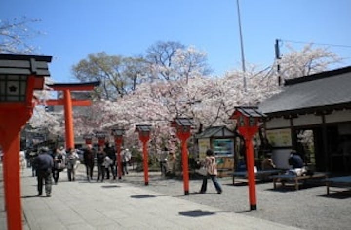 平野宮本町の桜