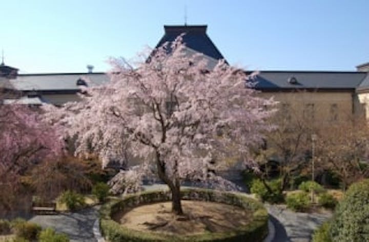 京都府庁の桜