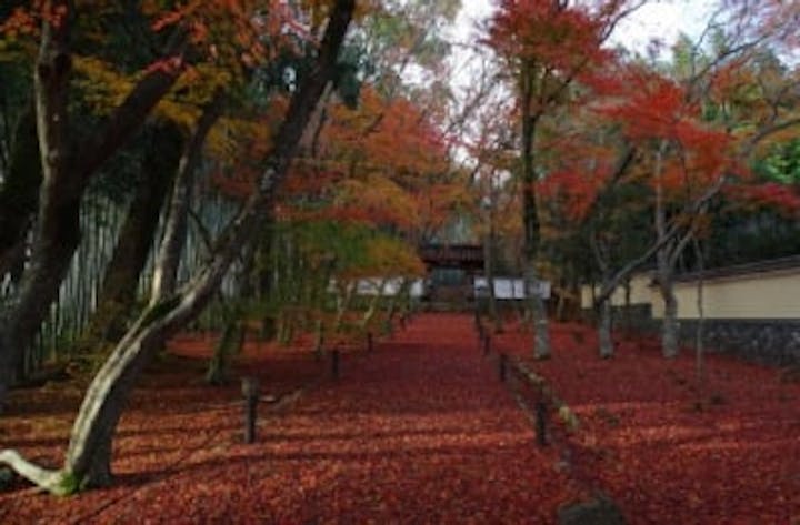 地蔵院（竹の寺）