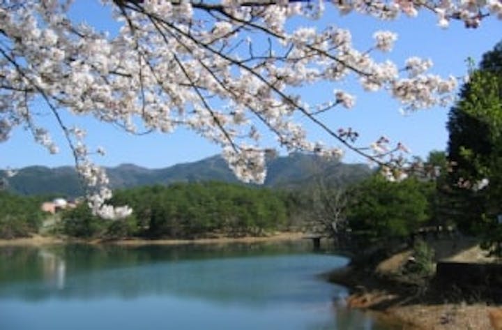 三段池公園の桜