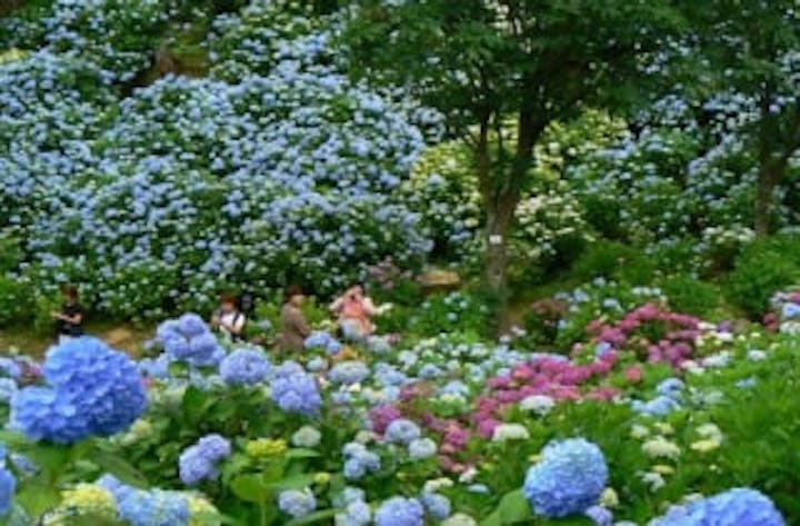 舞鶴自然文化園のあじさい