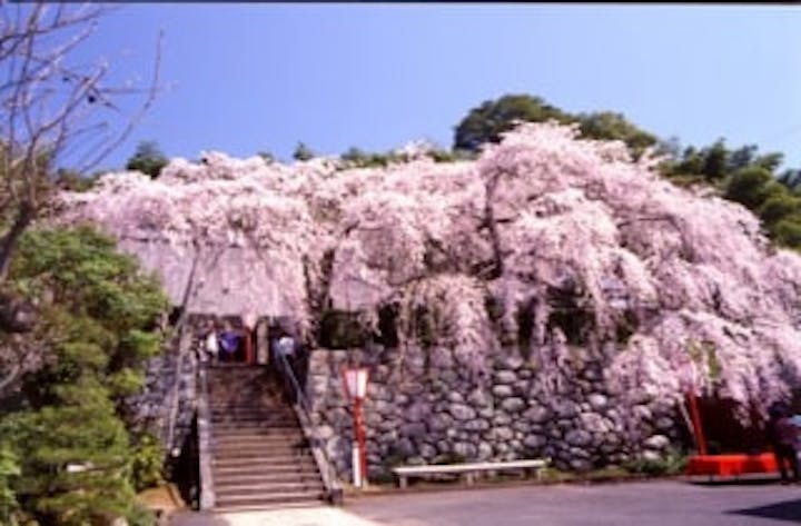 瑠璃寺の桜